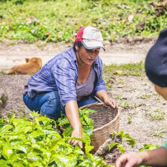 Honduras coffee farm