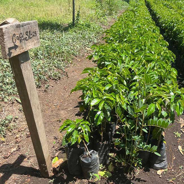 Guatemala Finca San Lorenzo