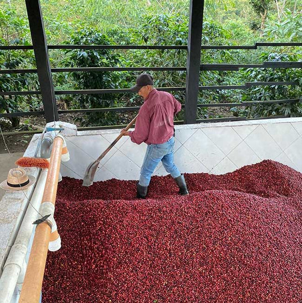 Guatemala Finca San Lorenzo
