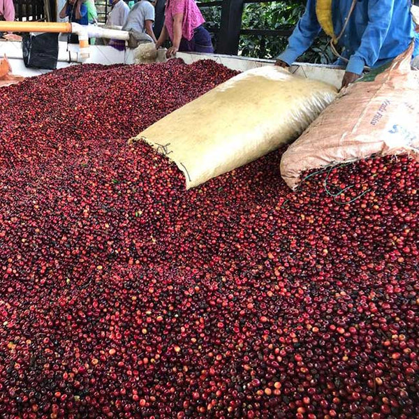 Guatemala Finca San Lorenzo