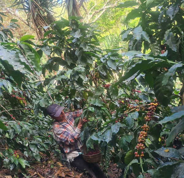 El Salvador Finca La Esperanza