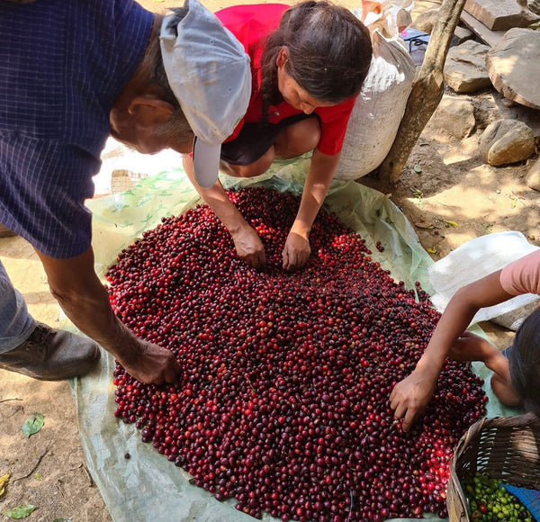 El Salvador Finca La Esperanza